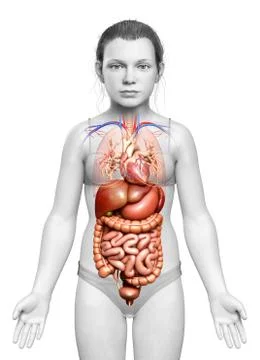 3d rendered medically accurate illustration of young girl Digestive System  a Stock Illustration