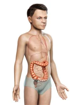 3d rendered, medically accurate illustration of boy large intestine anatomy Stock Illustration