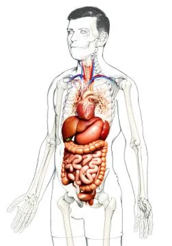 3d rendered medically accurate illustration of male Digestive System. 库存插图