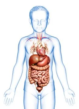 3d rendered medically accurate illustration of Boy Digestive System  and hear 스톡 일러스트