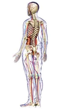 3d rendered medically accurate illustration of male Internal organs, skeleton Stock Illustration