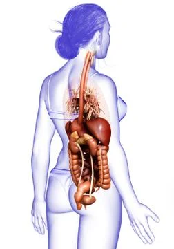 3d rendered medically accurate illustration of Female Digestive System  and h 스톡 일러스트