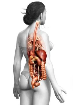 3d rendered medically accurate illustration of Female Digestive System  and h Stock Illustration