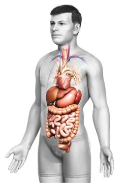3d rendered medically accurate illustration of male Digestive System  and hea Stock Illustration
