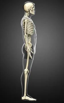 3d rendered, medically accurate illustration of a male skeleton system Stock Illustration