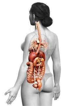 3d rendered medically accurate illustration of female Digestive System. Stock Illustration