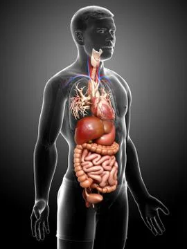 3d rendered medically accurate illustration of male Digestive System. Illustrazione stock
