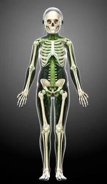 3d rendered medically accurate illustration of a young girl lymphatic system Stock Illustration