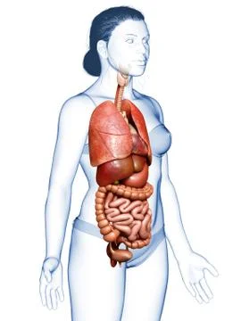 3d rendered medically accurate illustration of female Internal organs Stock Illustration