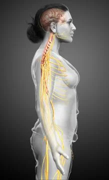 3d rendered medically accurate illustration of a female nervous system Stock Illustration