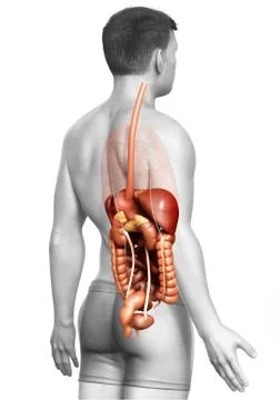 3d rendered medically accurate illustration of male Digestive System. Stock Illustration