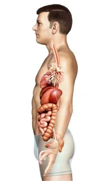 3d rendered medically accurate illustration of male Digestive System  and hea Stock Illustration