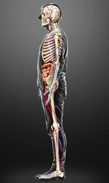 3d rendered medically accurate illustration of male Internal organs, skeleton Stock Illustration