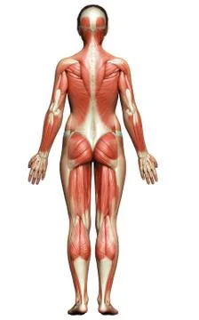 3d rendered medically accurate illustration of a female muscle system Stock Illustration