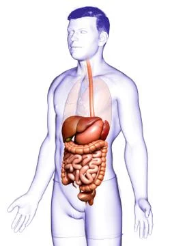3d rendered medically accurate illustration of male Digestive System. Stock Illustration