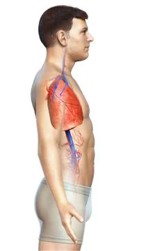 3d rendered, medically accurate illustration of a male lung anatomy Stock Illustration