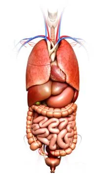 3d rendered medically accurate illustration of Internal organs Stock Illustration