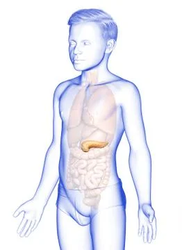 3d rendered, medically accurate illustration of a young girl pancreas Stock Illustration