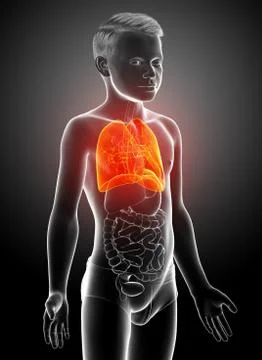 3d rendered, medically accurate illustration of a young boy lung anatomy Stock Illustration