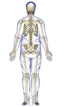 3d rendered, medically accurate illustration of a male skeleton system Stock Illustration