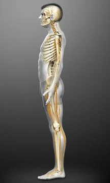 3d rendered medically accurate illustration of the nervous system and skeleto Stock Illustration