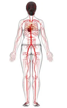 3d rendered medically accurate illustration of Female arteries Stock Illustration