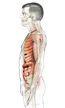 3d rendered medically accurate illustration of male Digestive System. Stock Illustration
