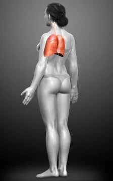 3d rendered, medically accurate illustration of a female lung anatomy Stock Illustration