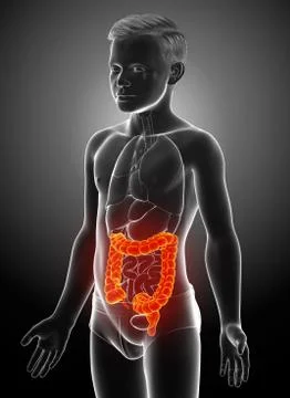 3d rendered, medically accurate illustration of boy large intestine anatomy Stock Illustration