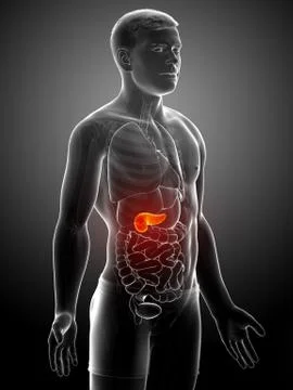 3d rendered, medically accurate illustration of a female pancreas Stock Illustration