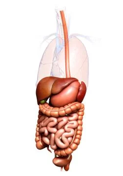3d rendered medically accurate illustration of  Digestive System Stock Illustration