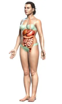 3d rendered medically accurate illustration of female Digestive System. Stock Illustration