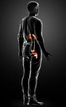 3d rendered, medically accurate illustration of the kidneys Stock Illustration