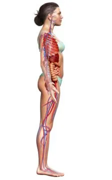 3d rendered medically accurate illustration of the female circulatory  system Stock Illustration