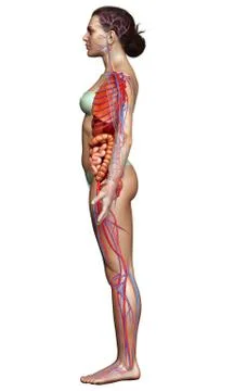 3d rendered medically accurate illustration of the female circulatory  system Stock Illustration