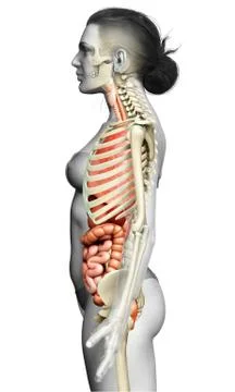 3d rendered medically accurate illustration of female  Internal organs and sk Stock Illustration