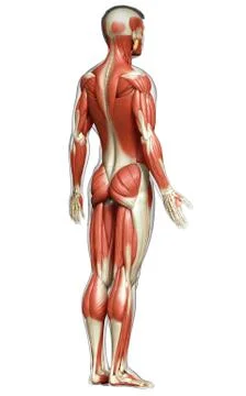 3d rendered medically accurate illustration of a male muscle system Stock Illustration