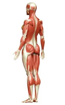 3d rendered medically accurate illustration of a female muscle system Stock Illustration
