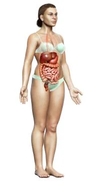 3d rendered medically accurate illustration of female Digestive System. Stock Illustration