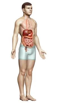 3d rendered medically accurate illustration of male Digestive System. Stock Illustration