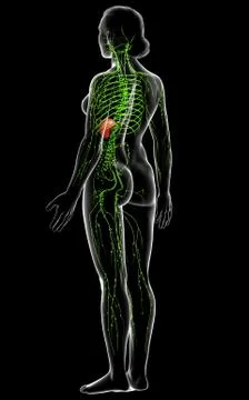 3d rendered medically accurate illustration of a female lymphatic system Stock Illustration