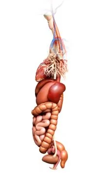 3d rendered medically accurate illustration of  Digestive System Stock Illustration
