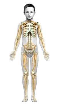 3d rendered medically accurate illustration of a young boy nervous system and Stock Illustration