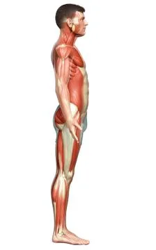 3d rendered medically accurate illustration of a male muscle system Stock Illustration