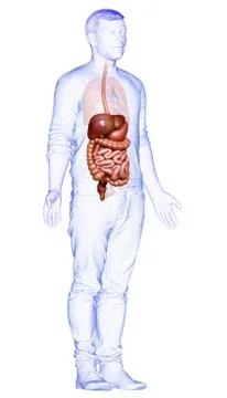 3d rendered medically accurate illustration of male Digestive System. Stock Illustration