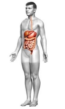 3d rendered medically accurate illustration of male Digestive System. Stock Illustration