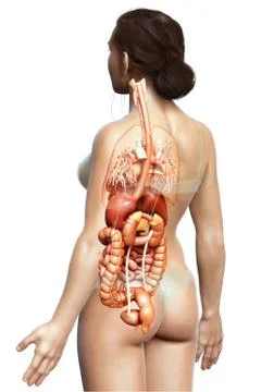 3d rendered medically accurate illustration of female Digestive System. Stock Illustration