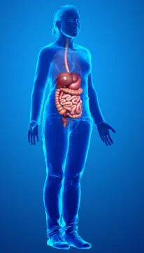 3d rendered medically accurate illustration of female Digestive System. Stock Illustration