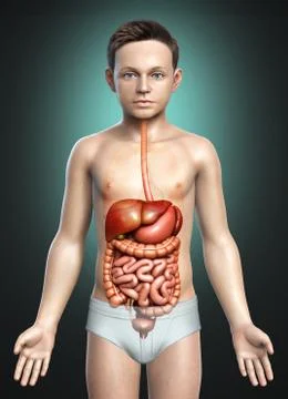 3d rendered medically accurate illustration of boy Digestive System. Stock Illustration