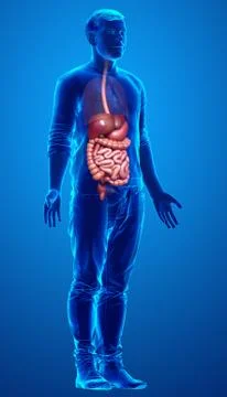 3d rendered medically accurate illustration of male Digestive System. Stock Illustration